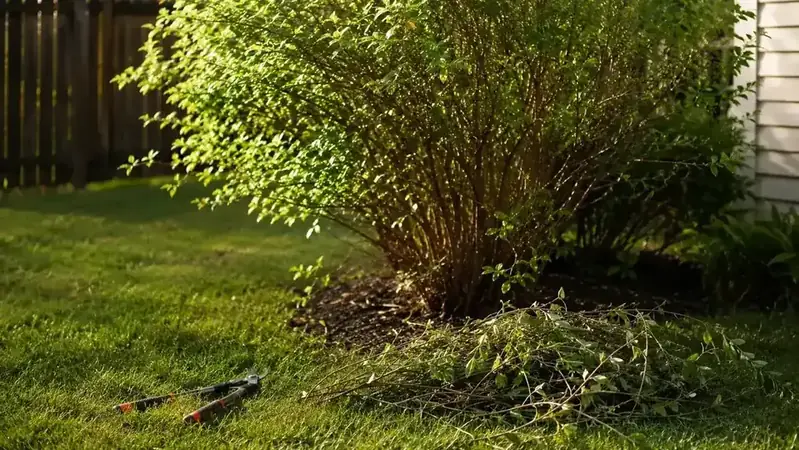 Pile of cut branches on lawn beside a shrub that has been thinned but retains its natural rounded shape